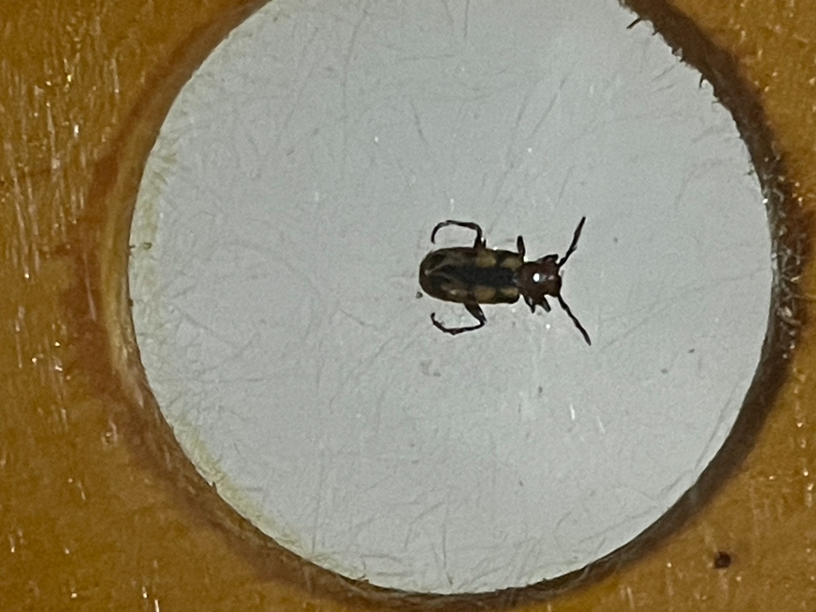 Entomology Slides Microscope Biology Insects With Box 1950's