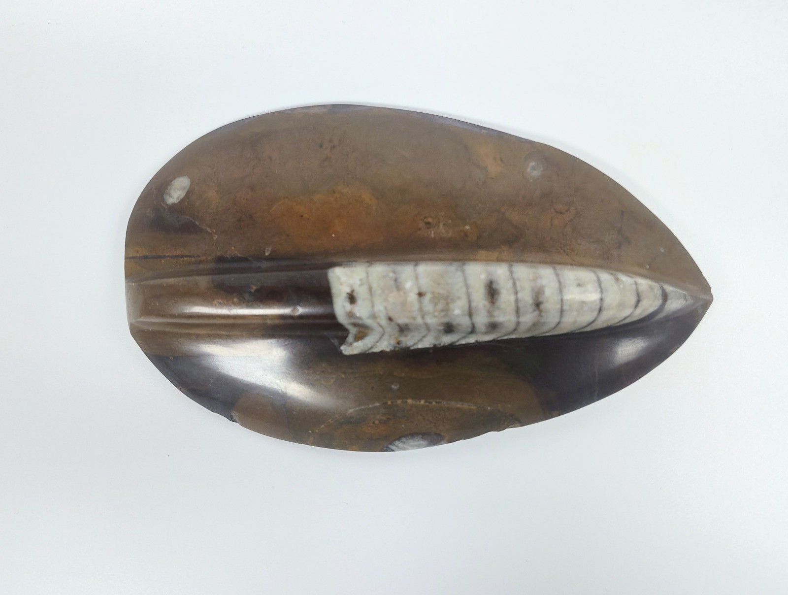 Large 7" Polished Orthoceras Fossil Specimen - Morocco 400MYO Prehistoric Decor