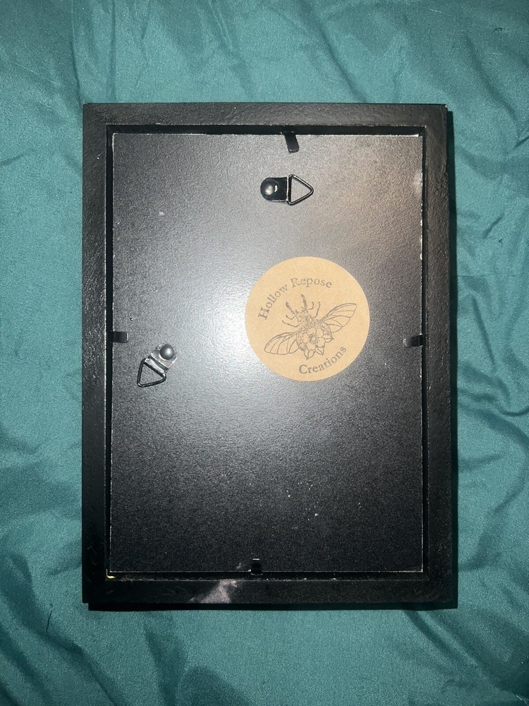 Scorpion shadow box / Oddities