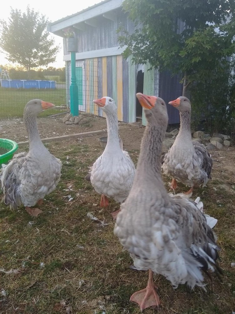 2 SEBASTOPOL Mixed Color including White & Saddleback Fully Curly HATCH EGGS
