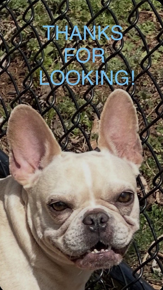 WOLF 2x4 Embroidered Morale Patch Hook Backing Brand New