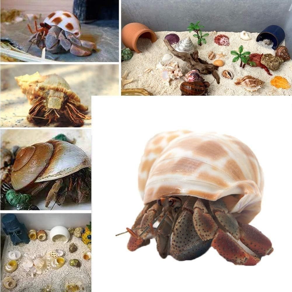 12pcs Hermit Crab Shells Medium and Large Growth Turbo Seashells 1” - 2” Shell