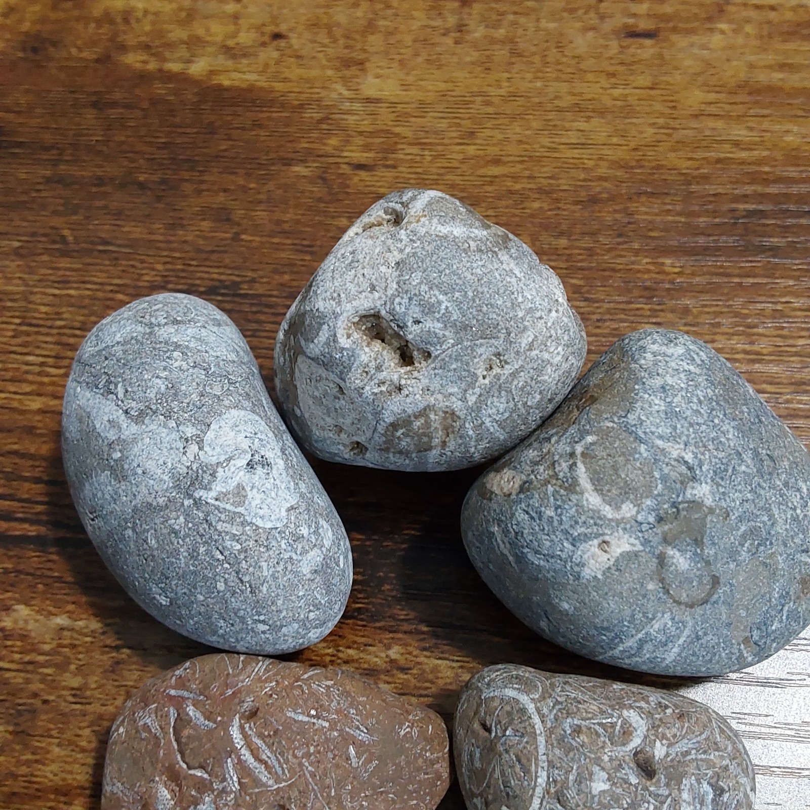 FOSSILS LOT. 5 UNIQUE FOSSILS- Druzy crystals. LOTS OF PICS