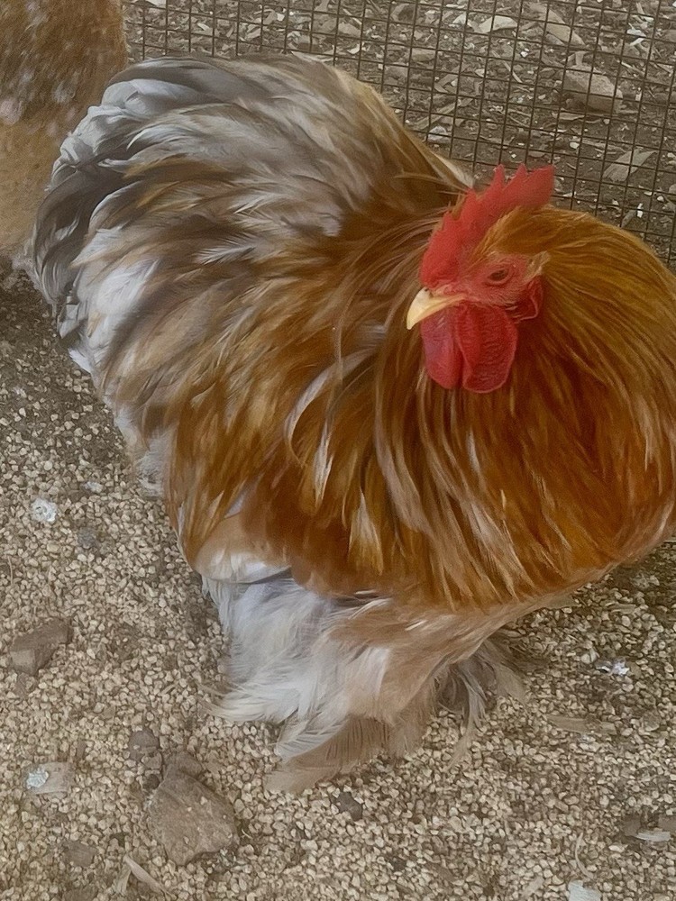 Dozen Cochin Bantam Eggs for Hatching