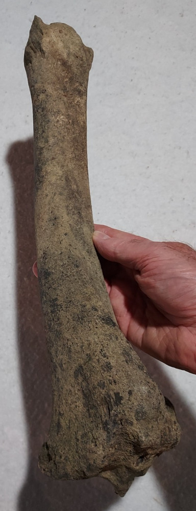 Bison Left & Right Tibia Bone Fossil from Ice Age