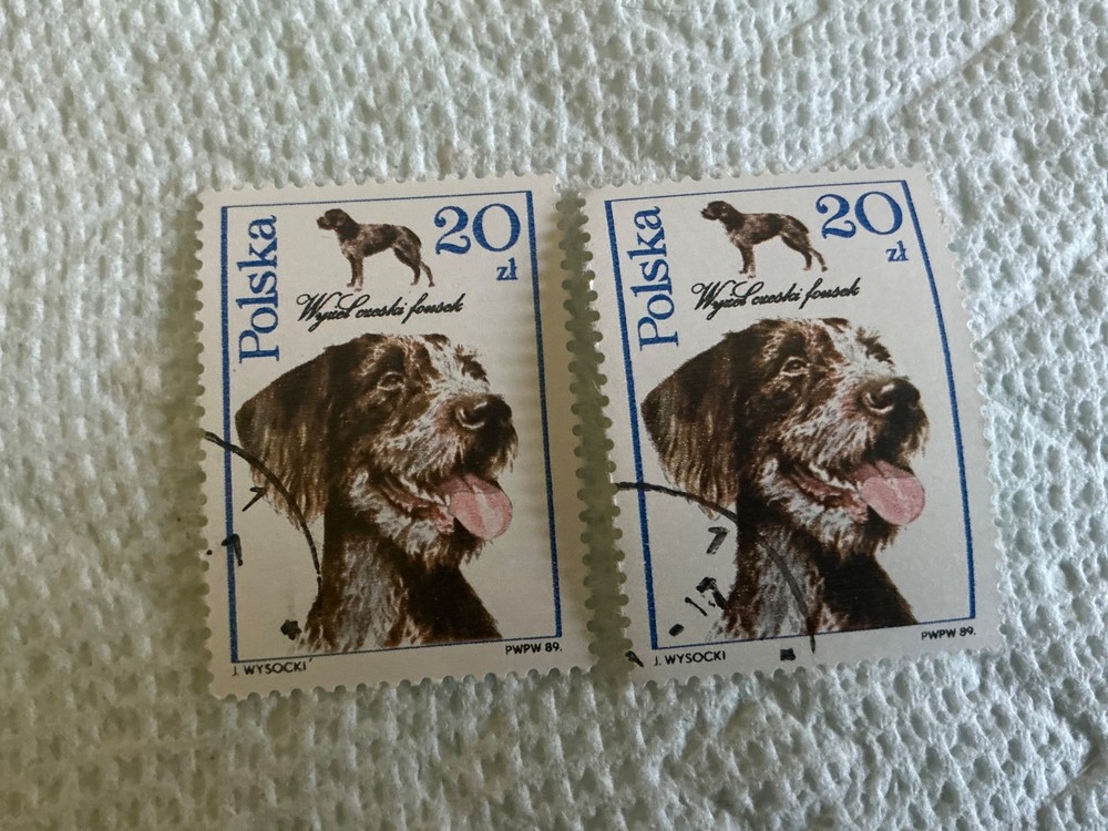 GERMAN WIREHAIRED POINTER