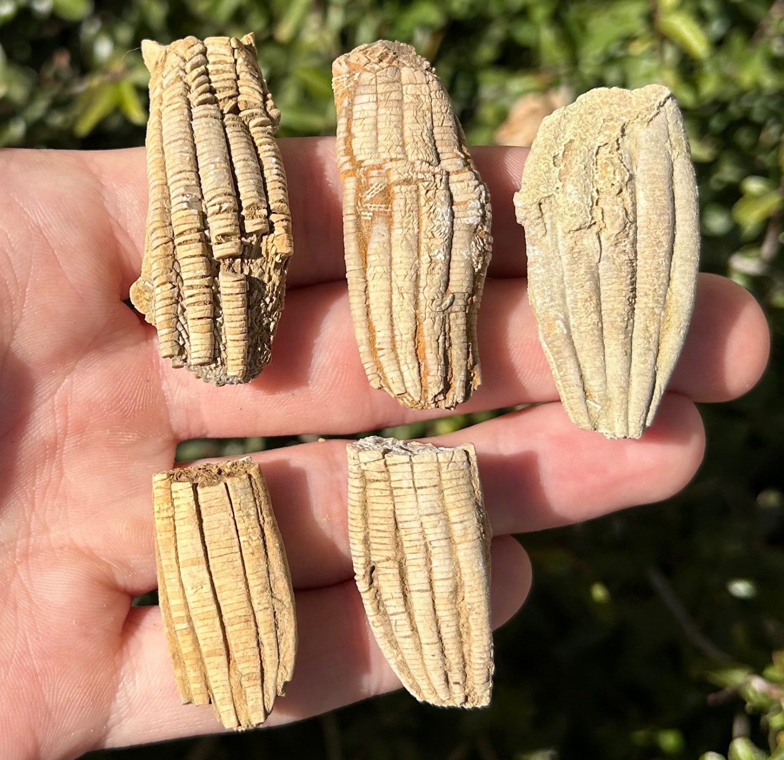 Alabama Fossil Crinoids LOT OF 5 Phanocrinus Bangor Limestone Mississippian Age