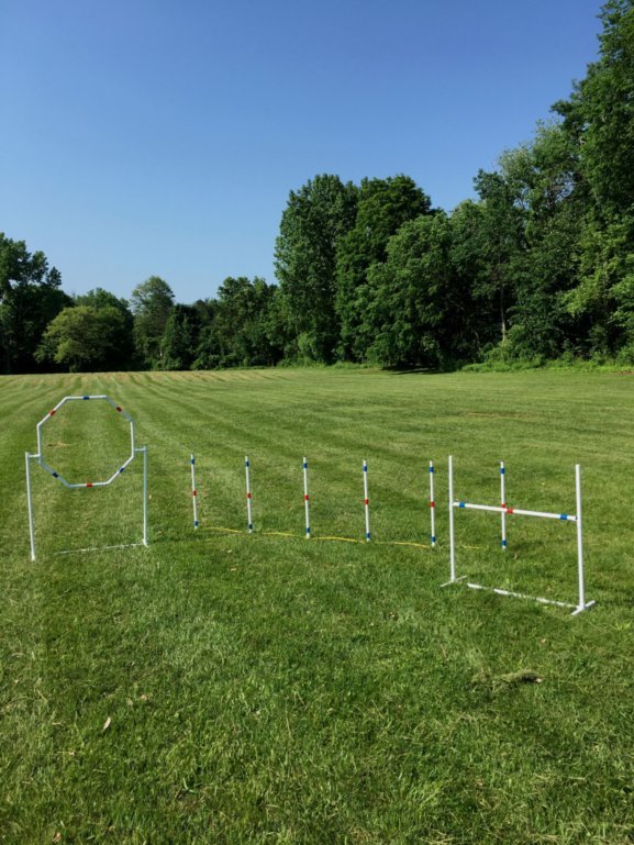Dog Agility Equipment Premium Quality Starter Set for beginners! ⭐⭐⭐⭐⭐