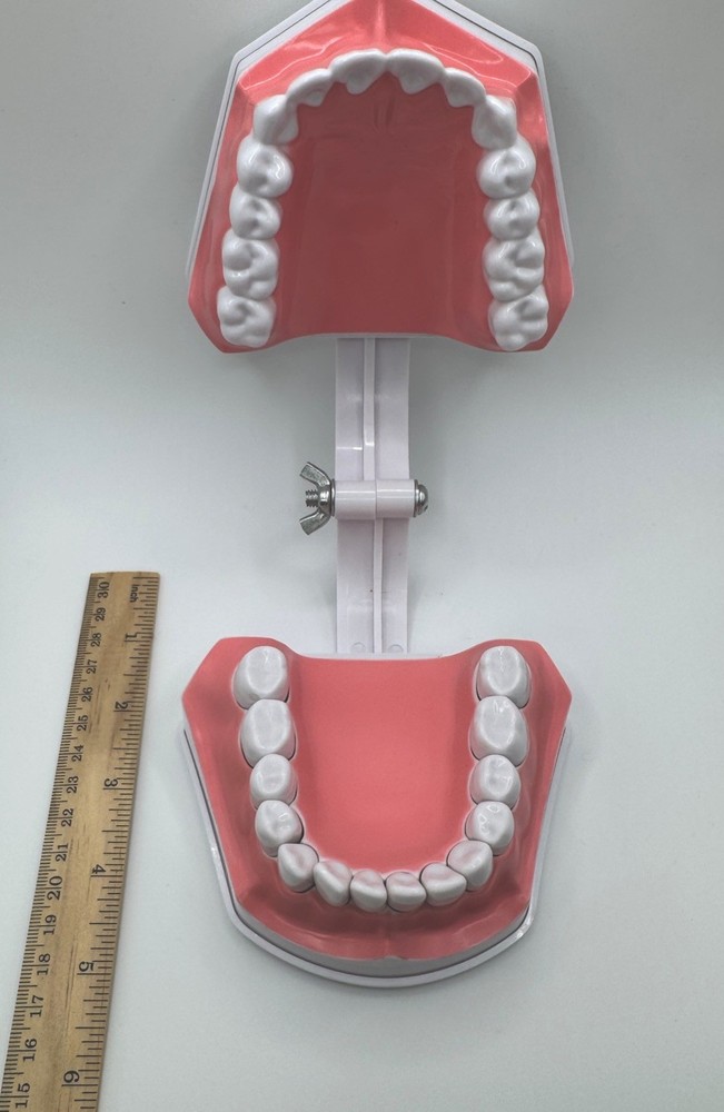 Colgate Teeth Model Display With Removable Teeth Training Aid