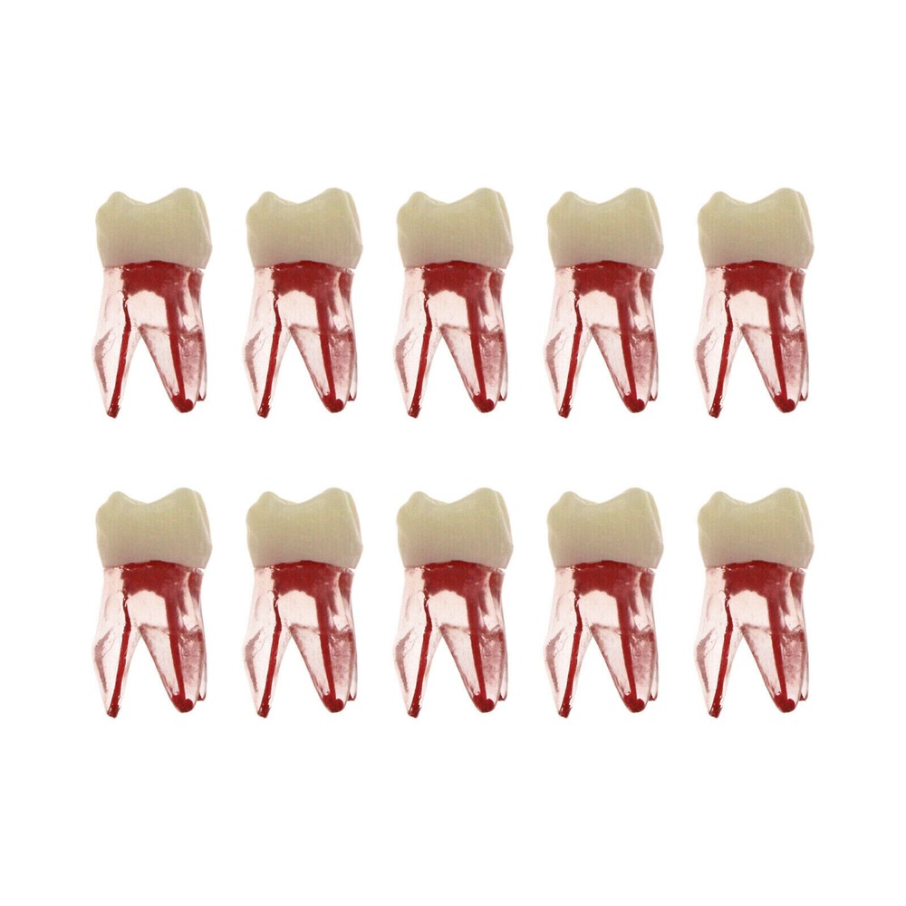 10 Pcs Dental Autoclavable Endo Root Canal Teeth Model Study Practice Typodont