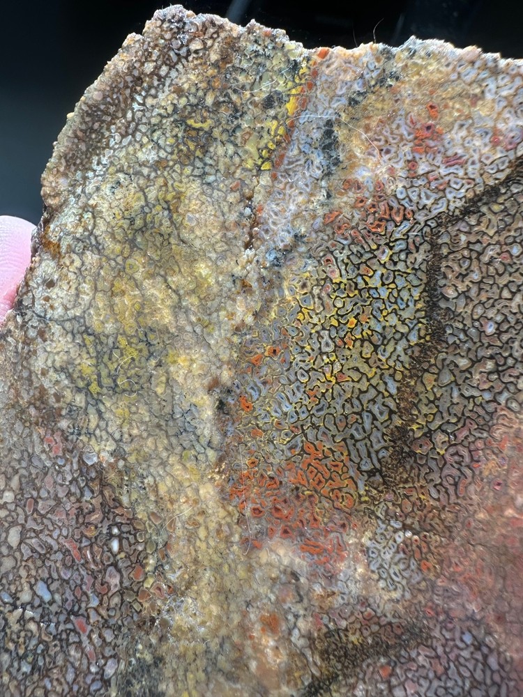 Dinosaur bone rough **hxtled slab.