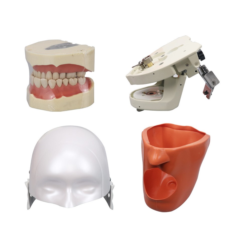 Dental Head Model Simulation Dentistry Manikins Simulator Phantom Training Model