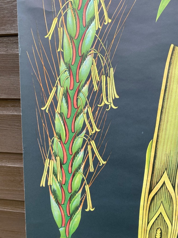 VINTAGE BOTANICAL SCHOOL PULL DOWN CHART OF A RYE PLANT