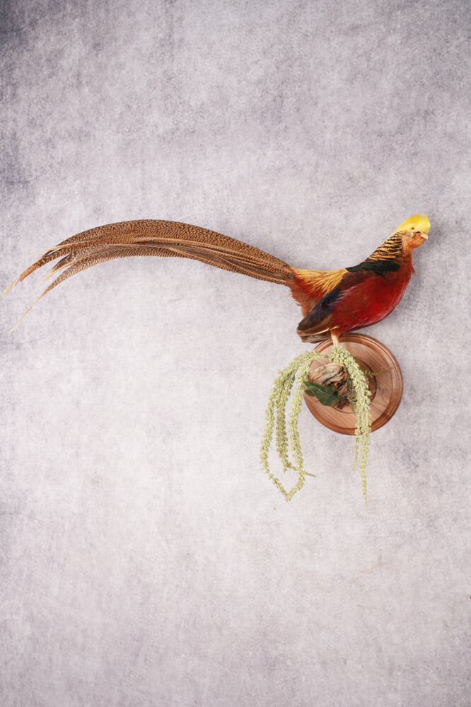 Golden Pheasant SKU 2949