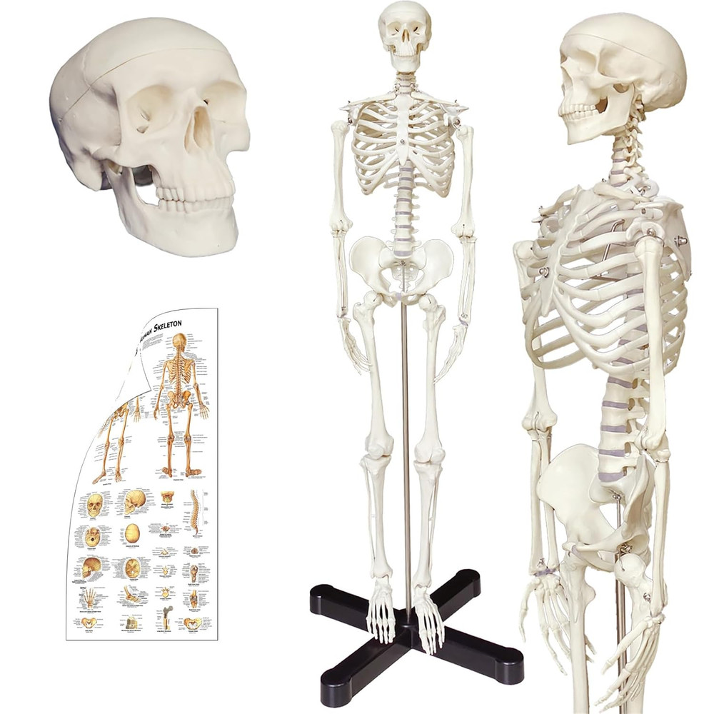Mini Human Skeleton Model 33.5" Anatomy Study Display