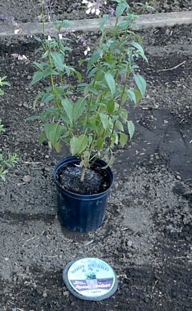 2-Gallon Digger's RootGuardTM Speed Baskets, Gopher Wire Baskets 2-Pack