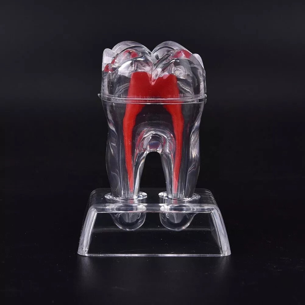 Dental Lab Crystal Base Hard Plastic Teeth Tooth Molar Model Separable For Study