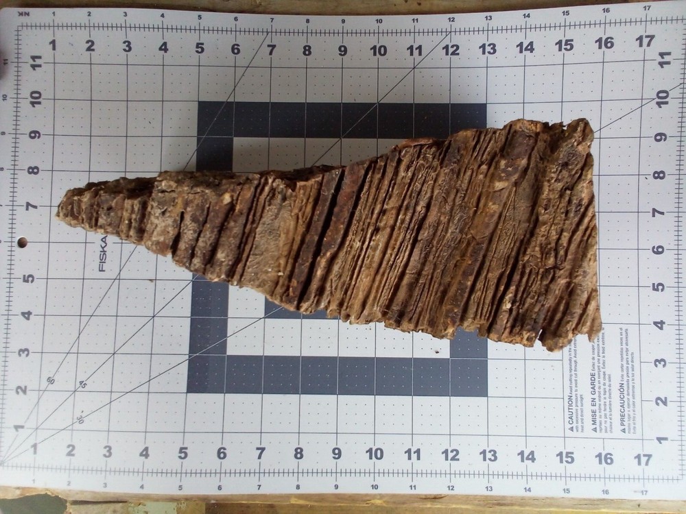 Stromatolite Fossil Arizona