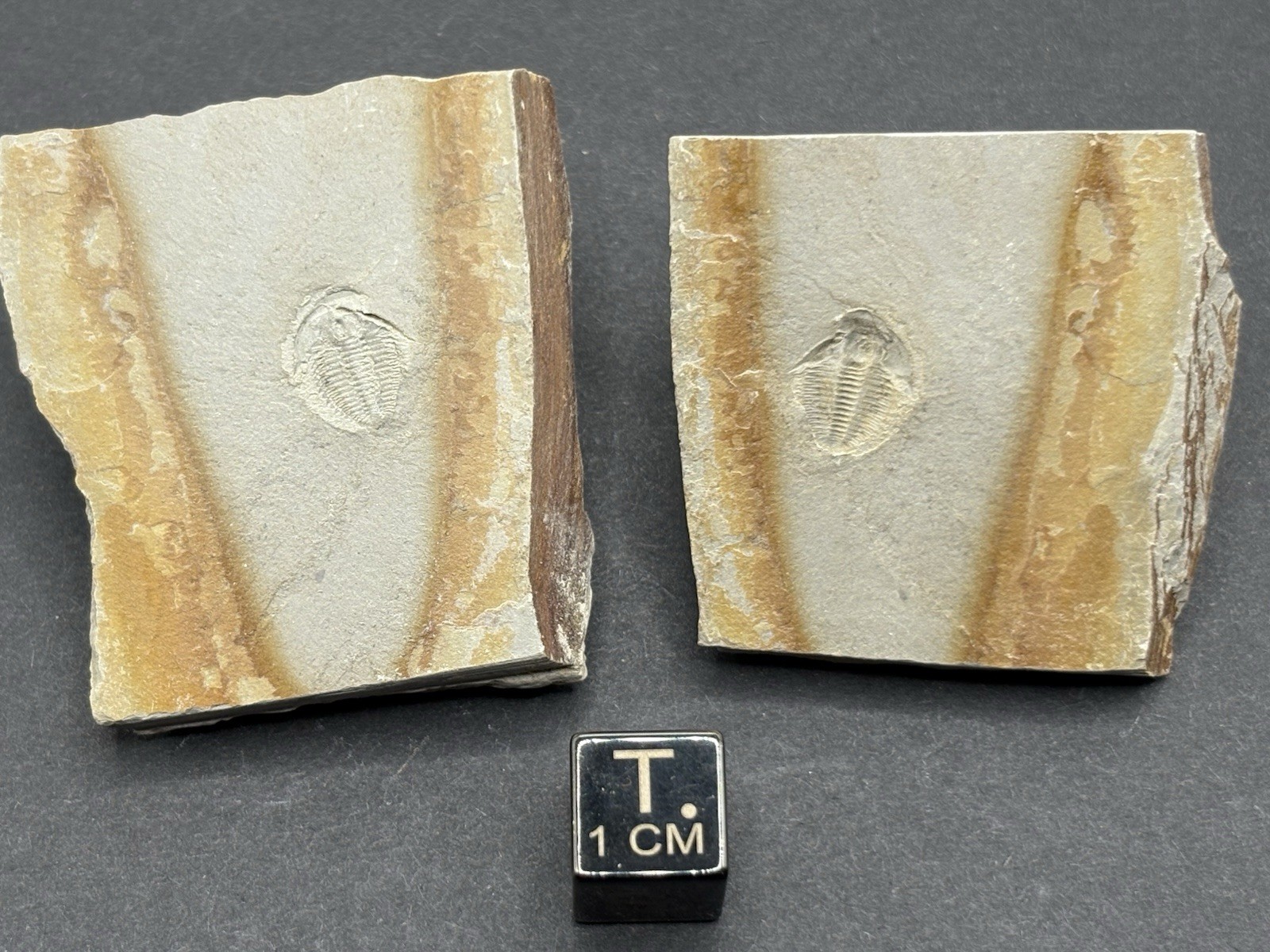 (5) Trilobites- Middle Cambrian-Aphelaspis brachyphasis- Murray County, Georgia