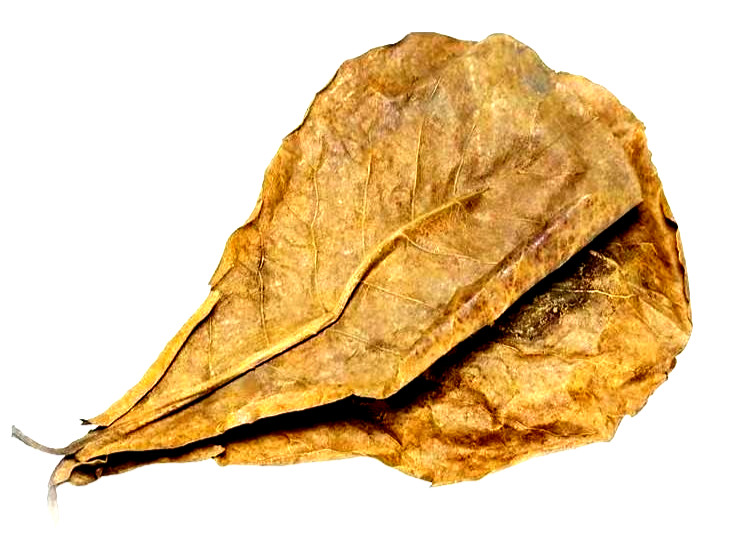 100 PCS LARGE INDIAN ALMOND LEAVES PREMIUM!! FREE SHIPPING USA!! 5-7 INCHES!!