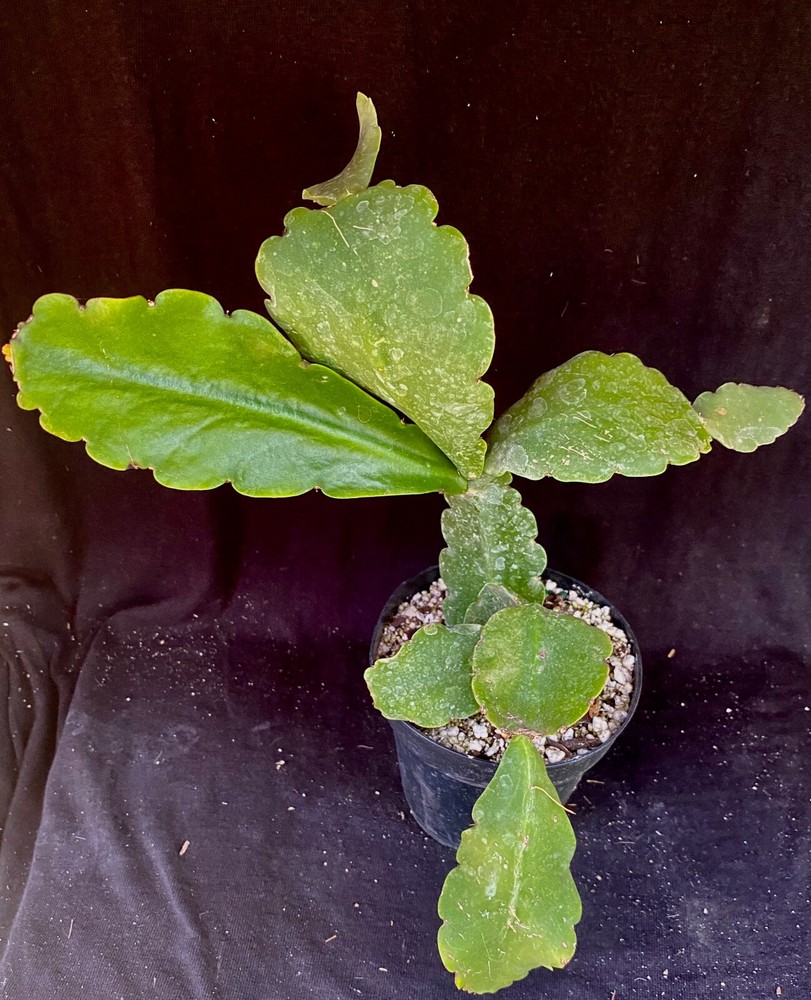 Rhipsalis pachyptera, succulent