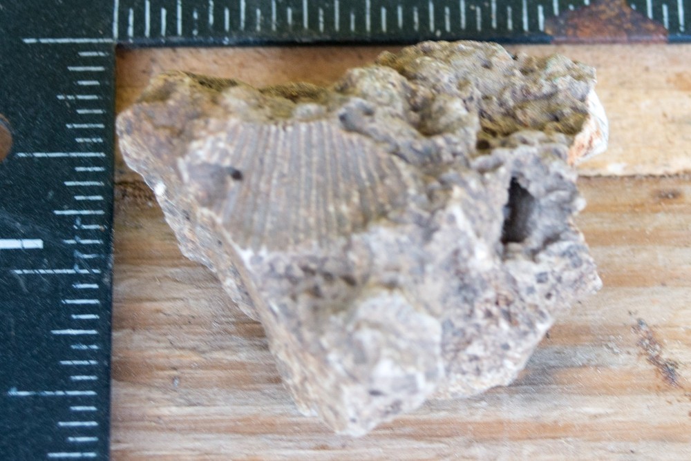 NE Oklahoma Fossil