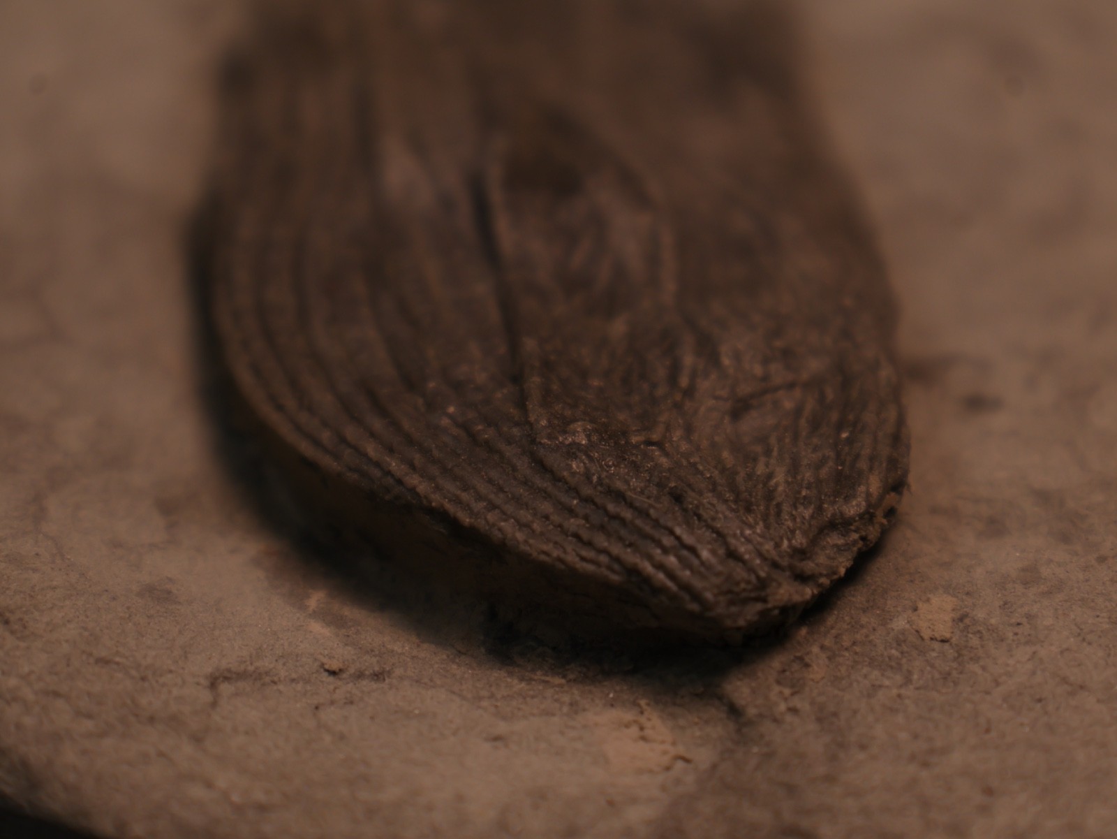 Sweet Pachylocrinus aequalis Fossil Crinoid, Crawfordsville, IN