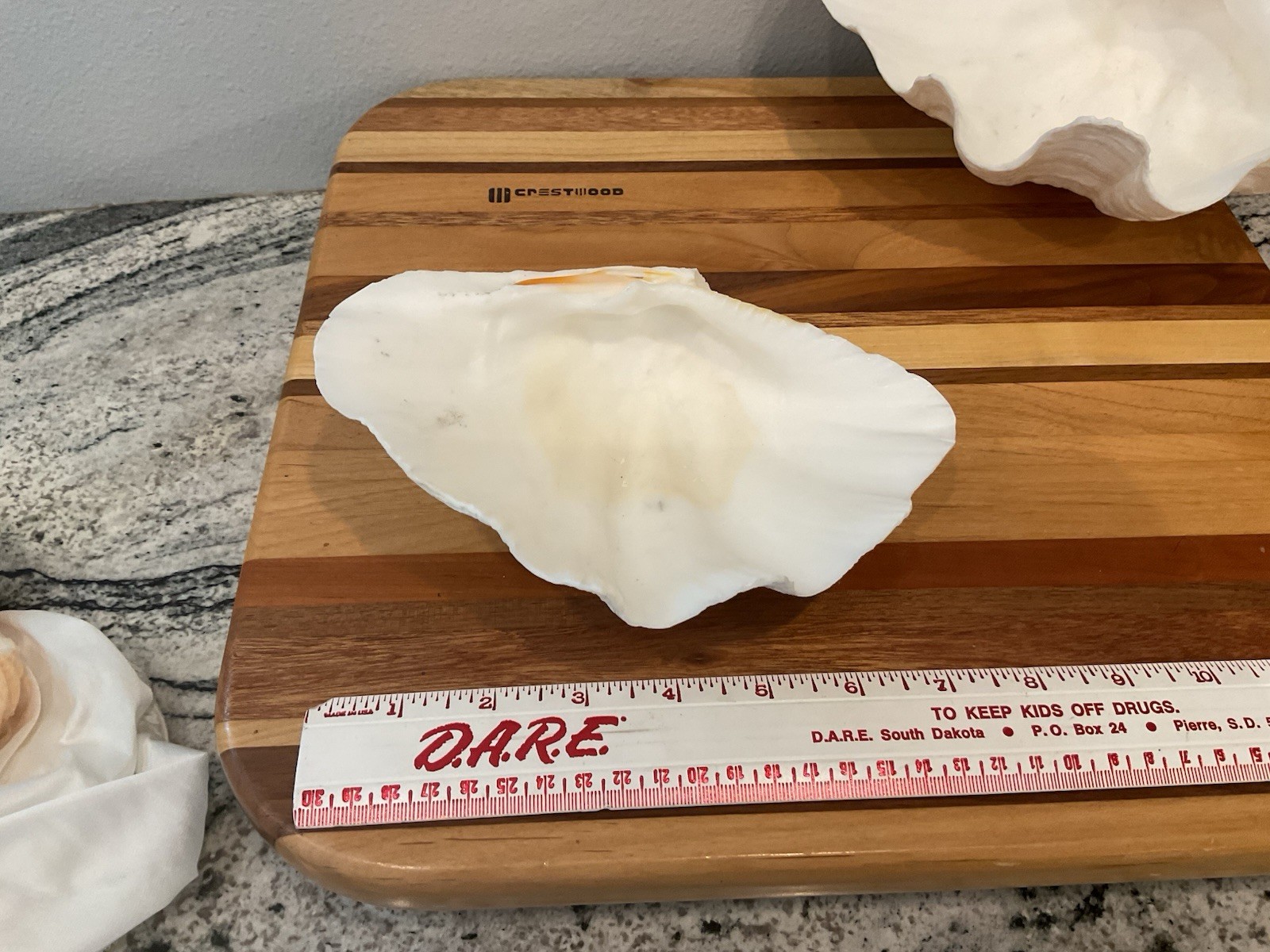 Large Natural Clam Shell Lot Of 3