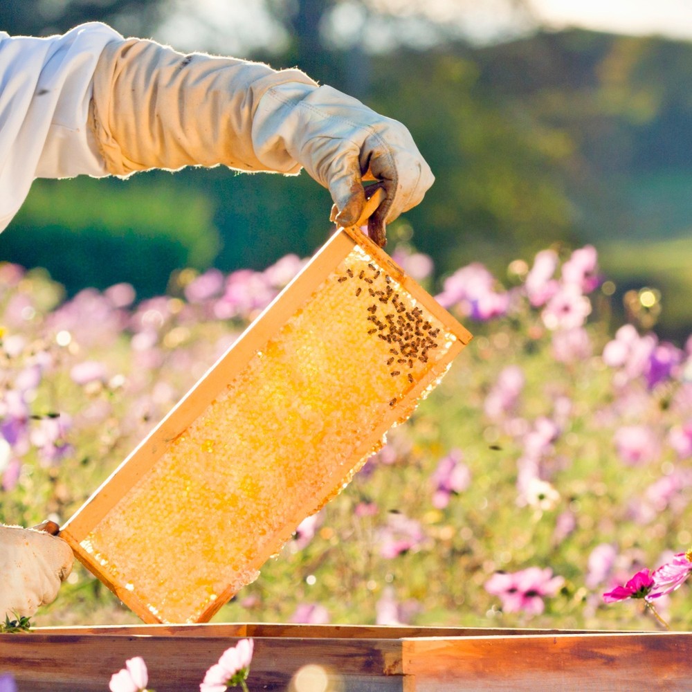 8 Frame Medium Assembled Beekeeping Box, Beeswax Foundation Frames, Amish Made