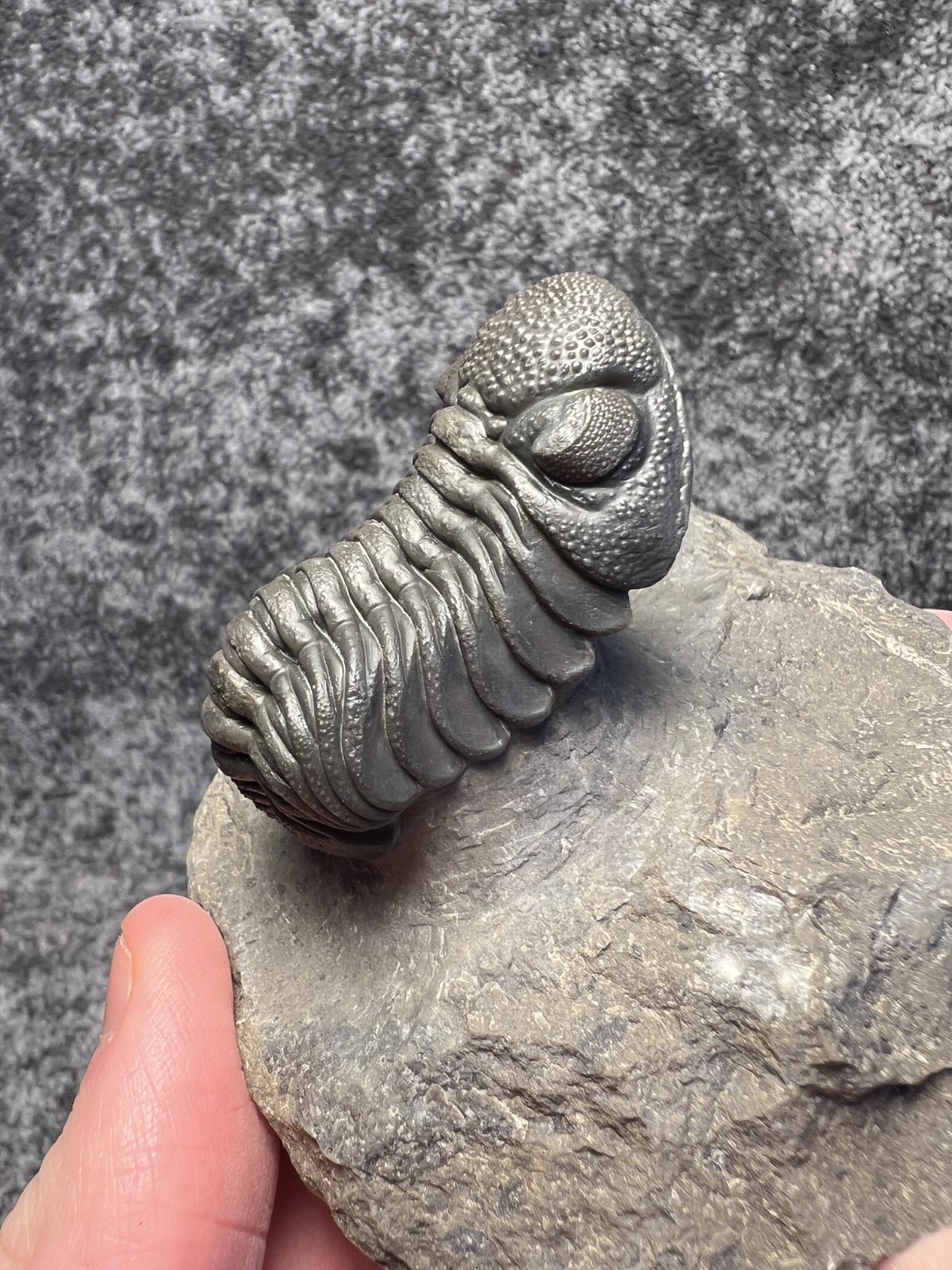 Moroccops sp. Trilobite Fossil – Attractive Collector Specimen
