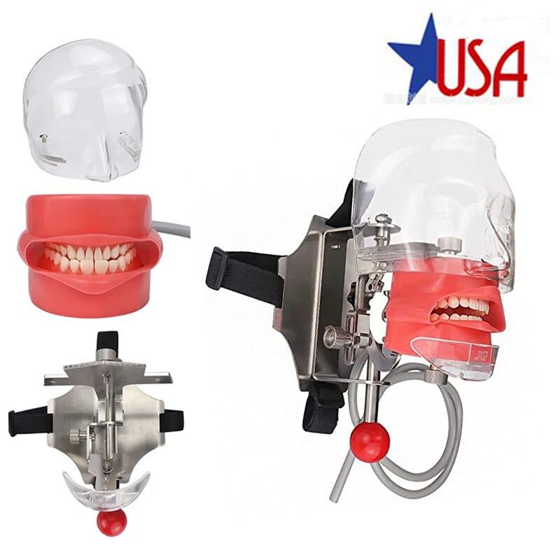 Dental Simulator Simple Head Model Manikin Phantom For Dentist Teaching Practice