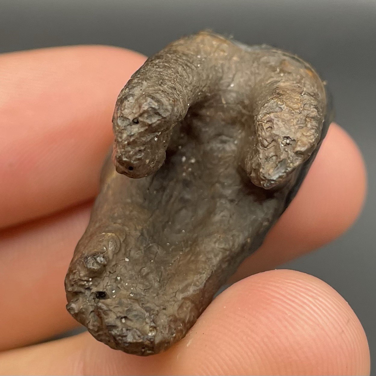 Tapir Tooth Pleistocene Age Mammal Fossil Peace River Florida Ice Age Molar