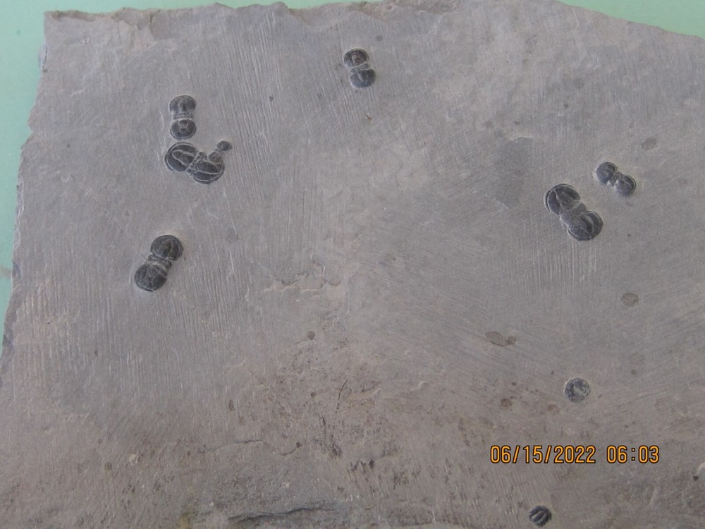 PERONOPSIS FOSSIL FIVE MULTIPLE TRILOBITE PLATES