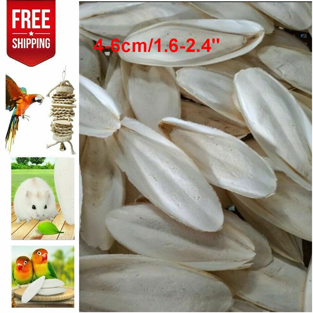 10/20PC 1.6-2.4" Cuttlebone for Birds Parrot Chewing Cuttle Bone for Sharp Beaks