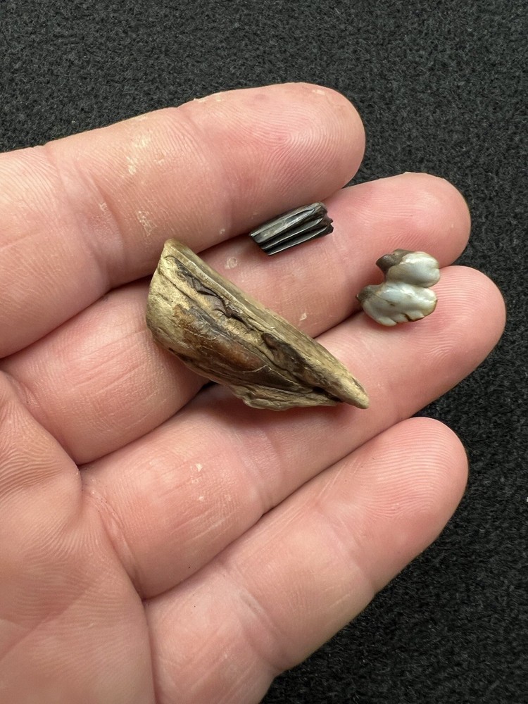 Fossil Mammal Teeth From Mississippi