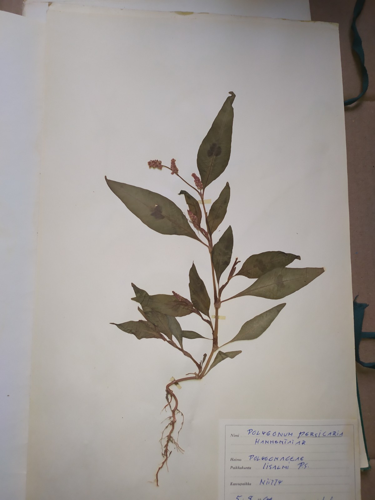 Antique Finnish Herbarium Botanical Pressed Plant specimens scrapbook 60's 50's