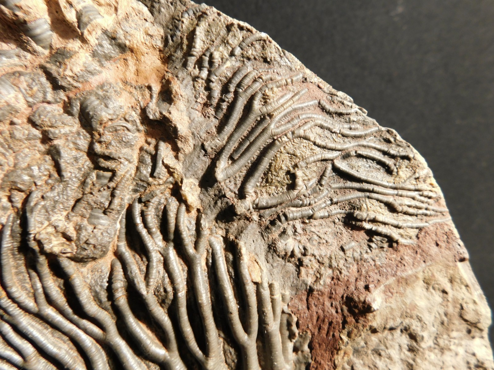 wOw! BIG! 430 Million Year Old! CRINOID Fossil or Sea LILY Fossil Morocco 1144gr
