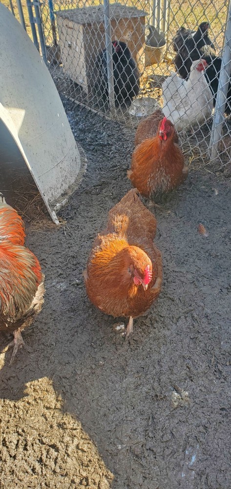 8+ Partridge English Orpington Hatching Eggs 🥚 🐣🐣🥚