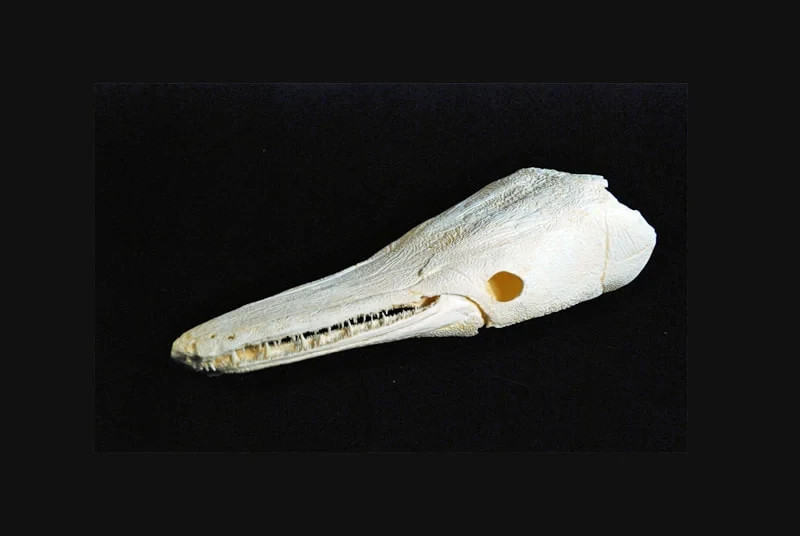 ALLIGATOR GAR SKULL REPLICA