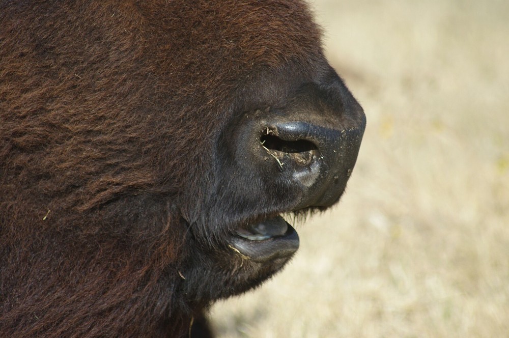 Buffalo Taxidermy Reference Photo Cd