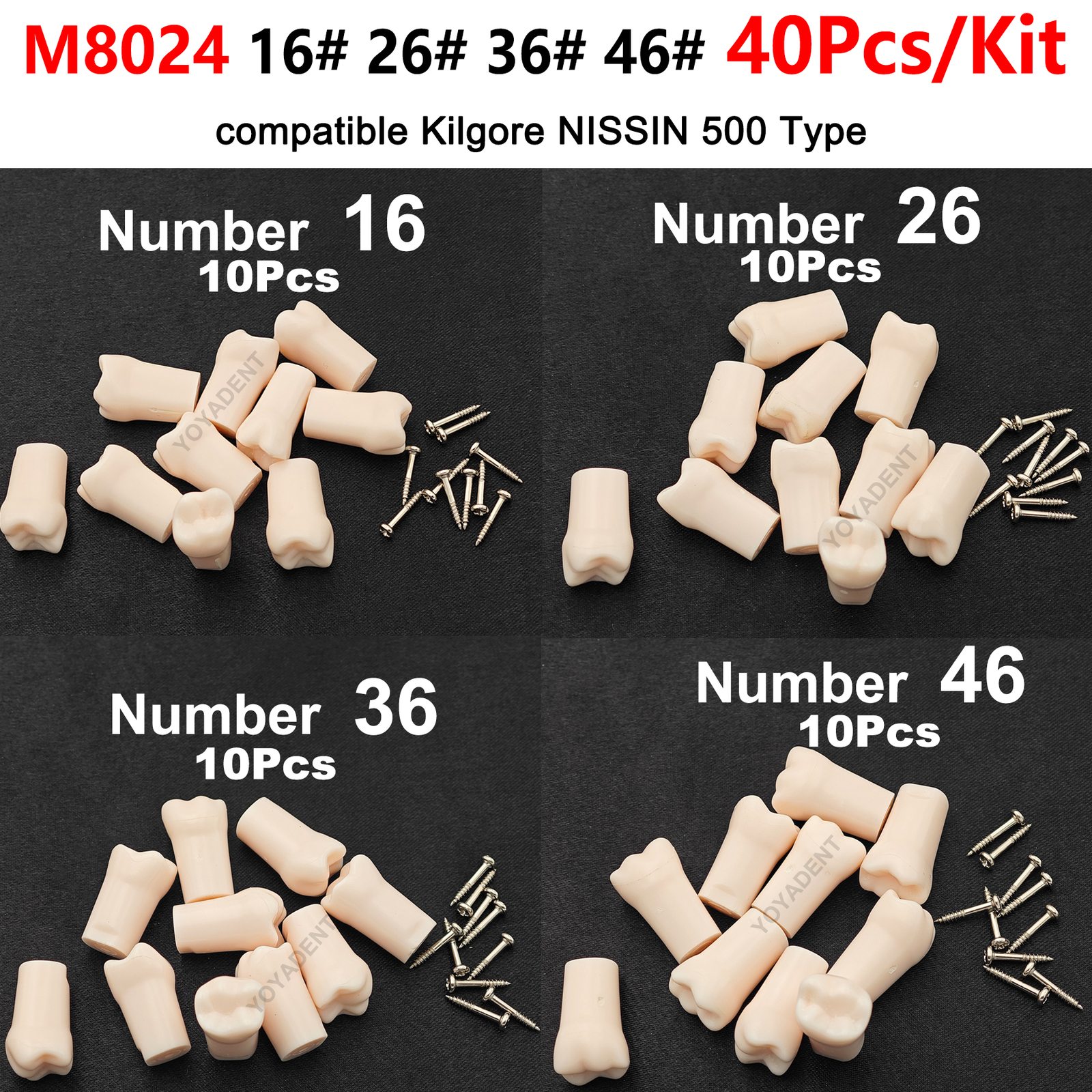 Dental Typodont Teeth Replacement Set of 40 Teeth Kilgore Nissin 500 Fit Screws