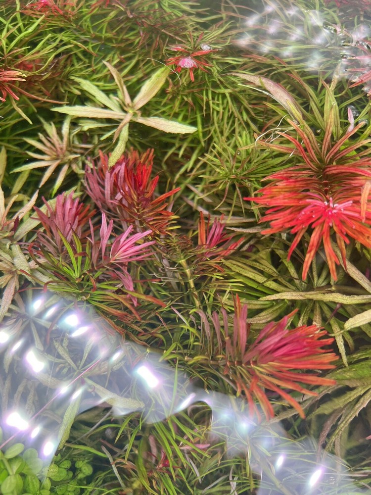Water grass