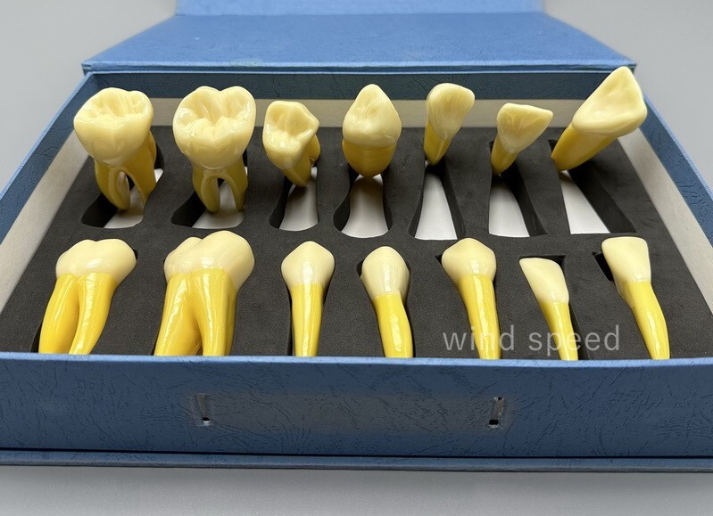 4 Times Extracted Permanent Teeth anatomy model Lab anatomical Study model T-D10