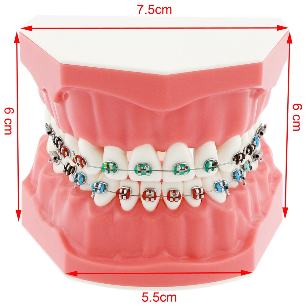 US Dental Teach Typodont Demonstration Teeth Model For Patient Study Brushing