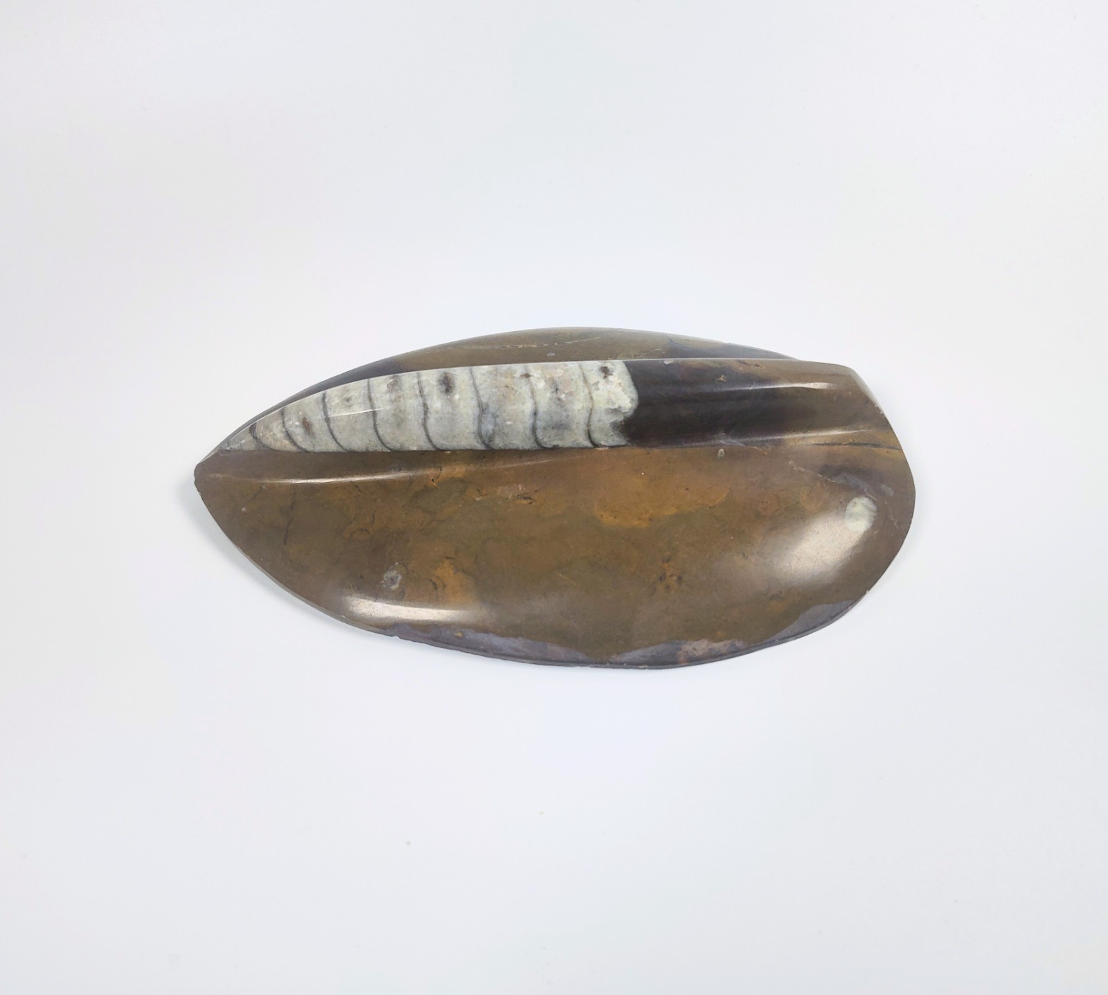 Large 7" Polished Orthoceras Fossil Specimen - Morocco 400MYO Prehistoric Decor