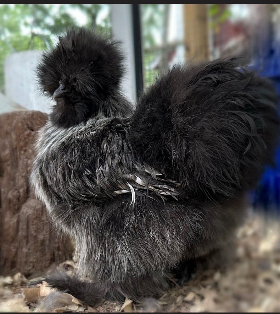 Silkie Hatching Eggs- breeder/show quality