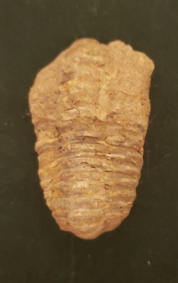 Trilobite Fossil