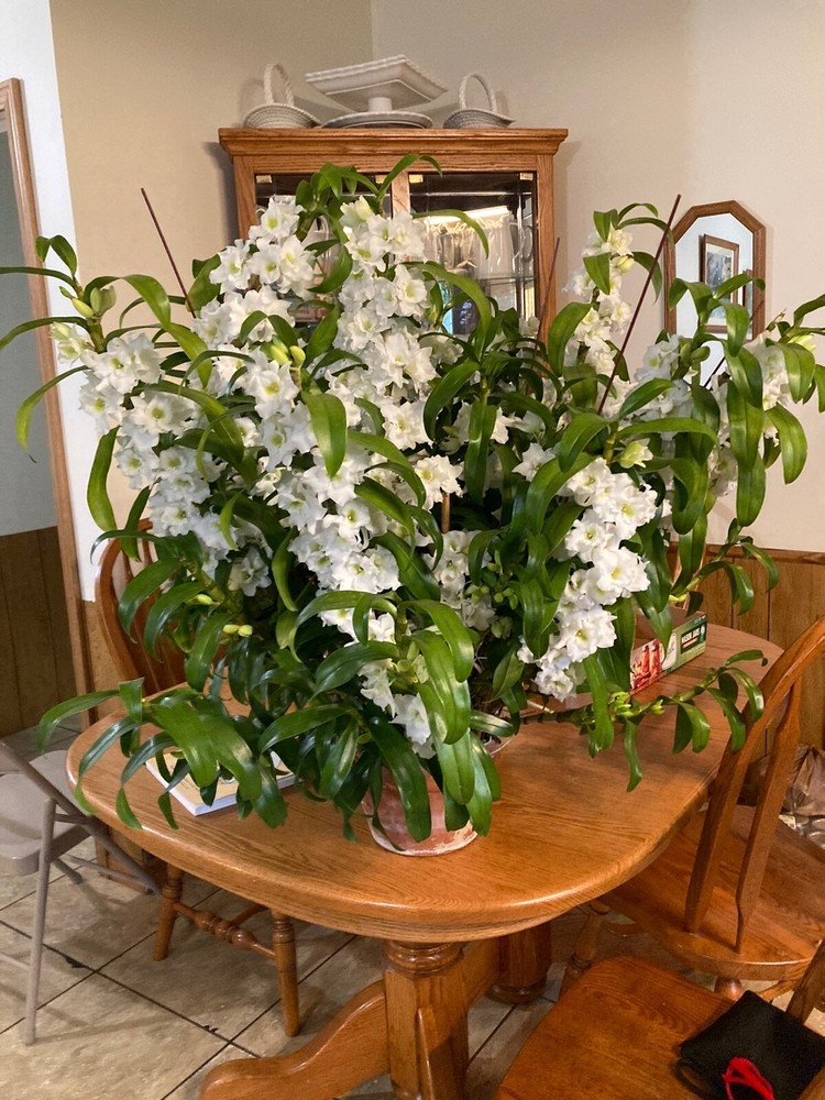 Nobile Dendrobium Spring Dream ' Appollon’