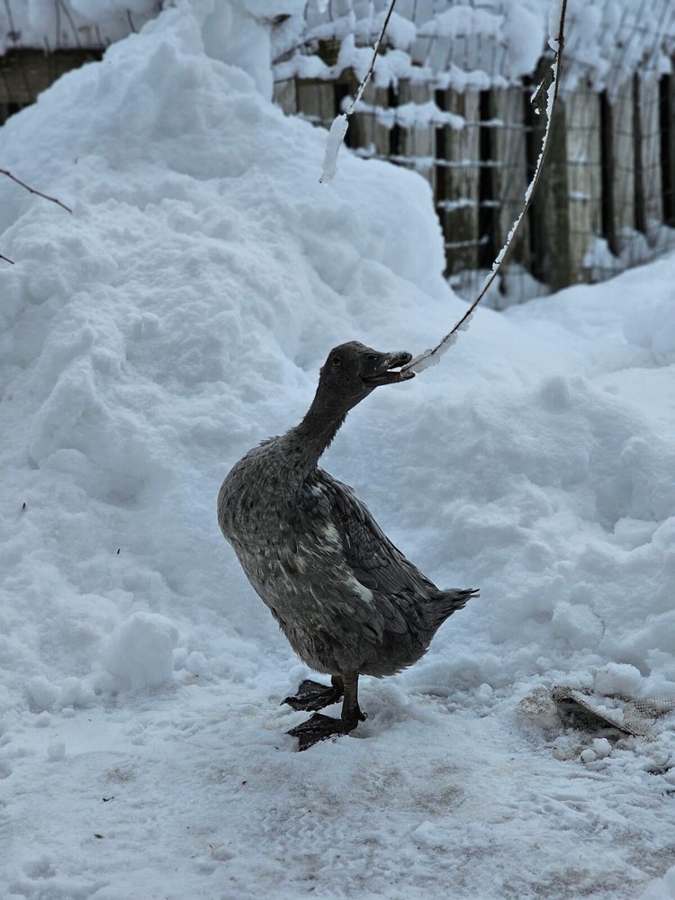 12 duck hatching eggs| Lay Eggs Everyday