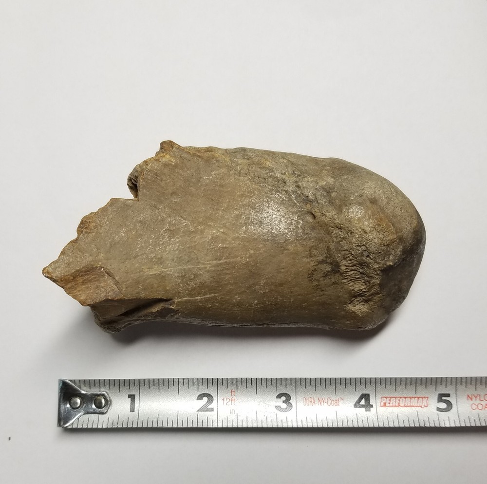 Fossil Giant Camel Calcaneous Bone Camelops mastodon sloth